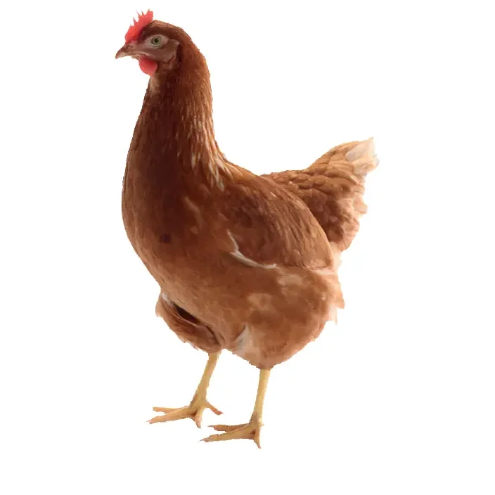 Lohmann brown traditional